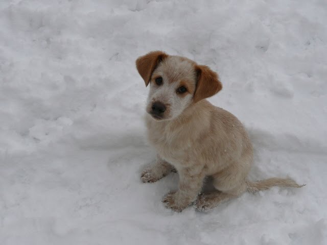 cucciolo nella neve