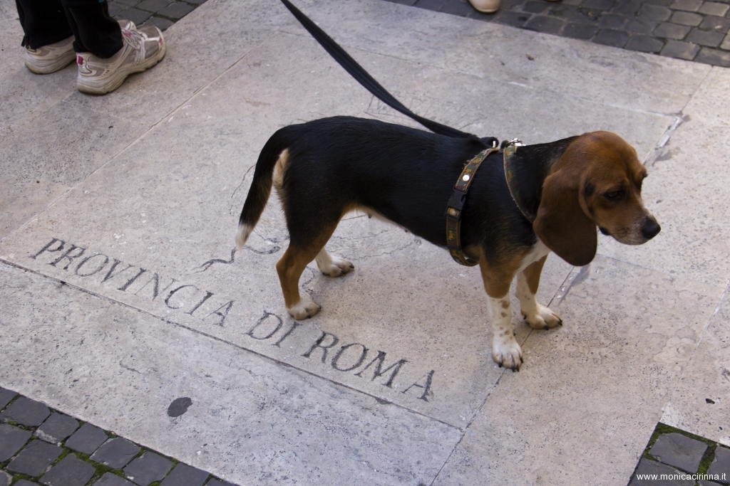 Primo anniversario liberazione dei Beagle di GreenHill - Foto Relogic (C)