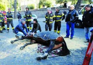 Cavallo sviene Roma - Botticelle