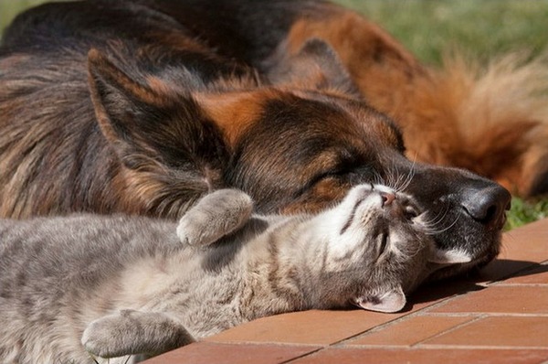 cane-gatto-amicizia